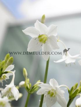 Amazonica Eucharis Amazonica I (x 100)