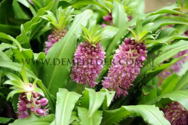 Sparkling Burgundy Eucomis Sparkling Burgundy 14/+ (x 250)
