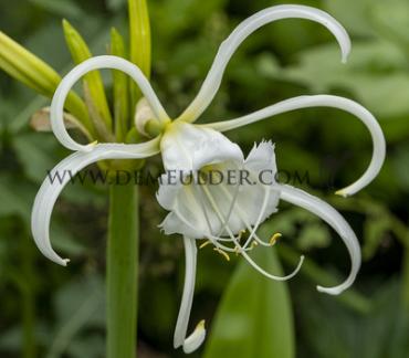 Festalis Hymenocallis Festalis 14/16 (x 250)