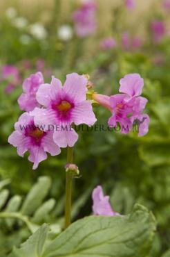 Delavayi Incarvillea Delavayi I (x 100)