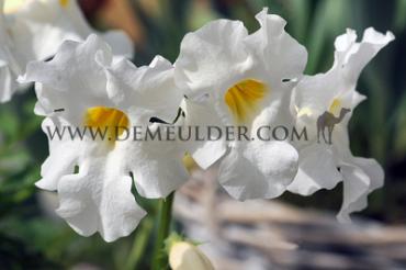 Delavayi Snowtop Incarvillea Snowtop I (x 100)