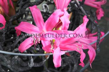 Bowdenii Roze Nerine Pink 14/+ (x 250)