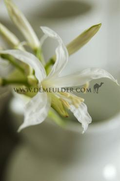 Flexuosa Alba Nerine Alba 12/+ (x 250)