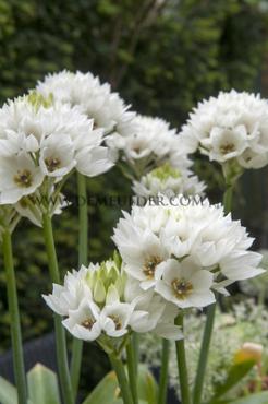 Arabicum Ornithogalum Arabicum 12/14 (x 250)