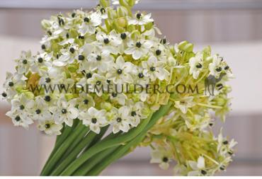 Saundersiae Ornithogalum Saundersiae 18/20 (x 50)