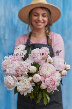 Alertie Paeonia Alertie 3/5 (x 10)