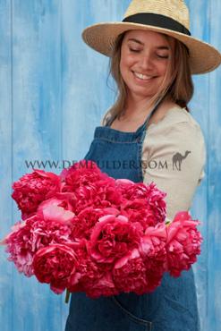 Command Performance Paeonia Command Performance 3/5 (x 10)