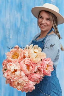 Coral Sunset Paeonia Coral Sunset 3/5 (x 10)