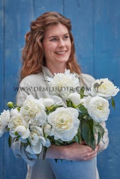 Duchesse De Nemours Paeonia Duchesse De Nemours 3/5 (x 10)