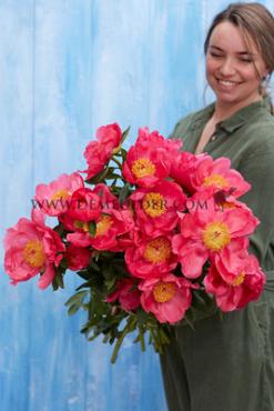 Flame Paeonia Flame 3/5 (x 10)