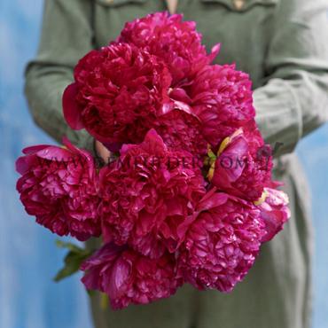 Henry Bockstoce Paeonia Henry Bockstoce 3/5 (x 10)