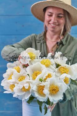 Jan Van Leeuwen Paeonia Jan Van Leeuwen 3/5 (x 10)