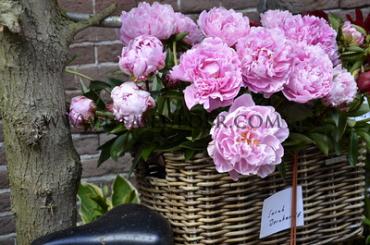 Sarah Bernhardt Paeonia Sarah Bernhardt 3/5 (x 10)