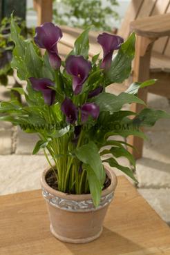 Captain Reno Zantedeschia Captain Reno 14/+ (x 50)