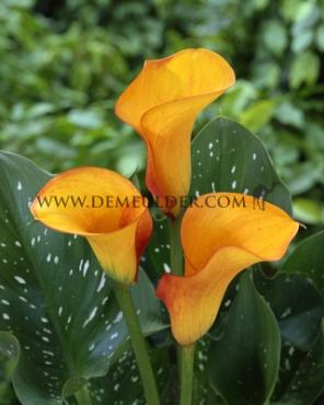 Hot Shot Zantedeschia Hot Shot 14/+ (x 50)