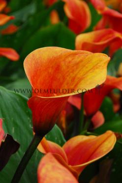 Mango Zantedeschia Mango 14/16 (x 50)