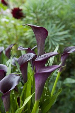 Odessa Zantedeschia Odessa 14/16 (x 50)