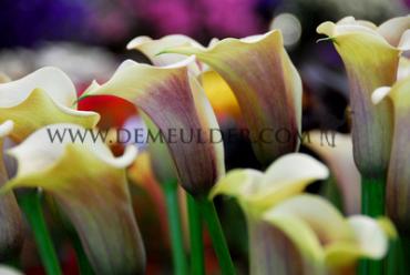 Picasso Zantedeschia Picasso 14/16 (x 50)