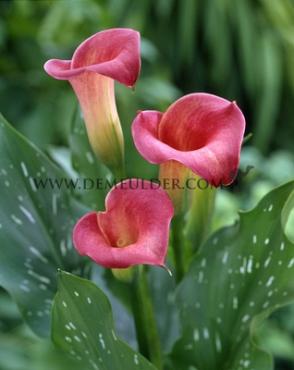 Pink Persuation Zantedeschia Pink Persuation 14/+ (x 50)