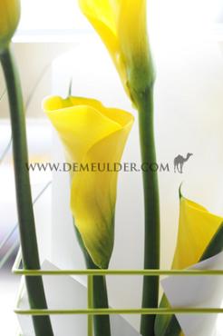 Pot of Gold Zantedeschia Pot of Gold 14/+ (x 50)
