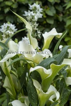 Sapporo Zantedeschia Sapporo 14/+ (x 50)
