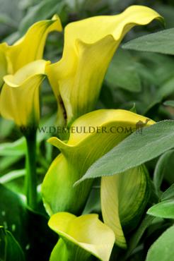 Summersun Zantedeschia Summersun 14/+ (x 50)