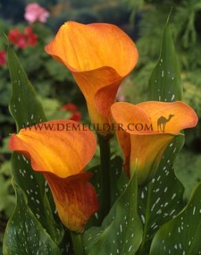 Treasure Zantedeschia Treasure 14/+ (x 50)