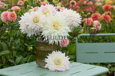 Decorative Dinnerplate Ka's Cloud Dahlia Ka's Cloud (x 35)