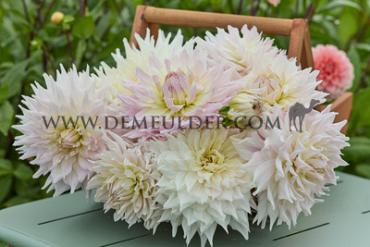 Decorative Dinnerplate Ka's Cloud Dahlia Ka's Cloud (x 35)