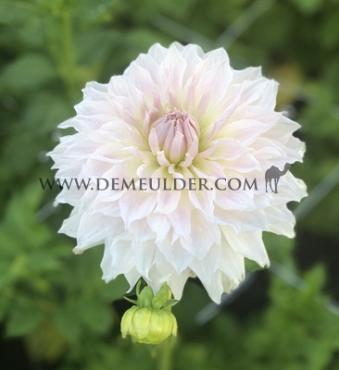 Decorative Dinnerplate Ka's Cloud Dahlia Ka's Cloud (x 35)