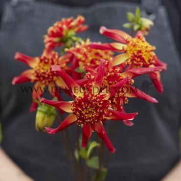 Anemone Flowered Octopus Sparkle Dahlia Sparkle Octopus (x 35)