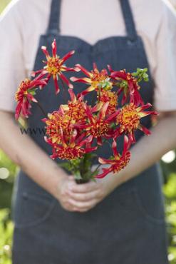 Anemone Flowered Octopus Sparkle Dahlia Sparkle Octopus (x 35)