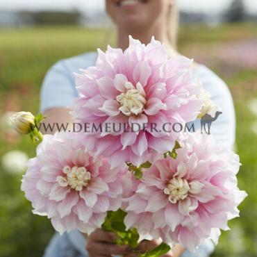 Decorative Dinnerplate Gitt's Perfection Dahlia Gitt's Perfection (x 35)