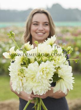 Decorative Dinnerplate Ice Breaker Dahlia Ice Breaker (x 35)