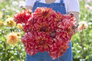 Decorative Dinnerplate Titan Lighthouse (Spectra) Dahlia Titan Lighthouse (x 35)