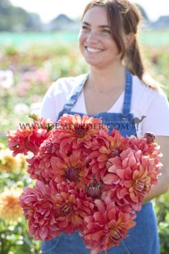 Decorative Dinnerplate Titan Lighthouse (Spectra) Dahlia Titan Lighthouse (x 35)