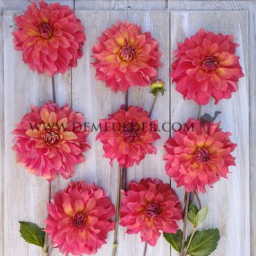 Decorative Dinnerplate Titan Lighthouse (Spectra) Dahlia Titan Lighthouse (x 35)