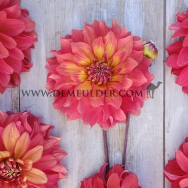 Decorative Dinnerplate Titan Lighthouse (Spectra) Dahlia Titan Lighthouse (x 35)