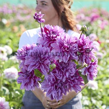 Decorative Large Flowered Nikolas Tesla (Mutant Thomas Edison) Dahlia Mutant Thomas Edison (x 35)