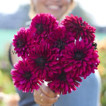 Decorative Medium Flowered Jennifer Mary Ellen Dahlia Jennifer Mary Ellen (x 35)