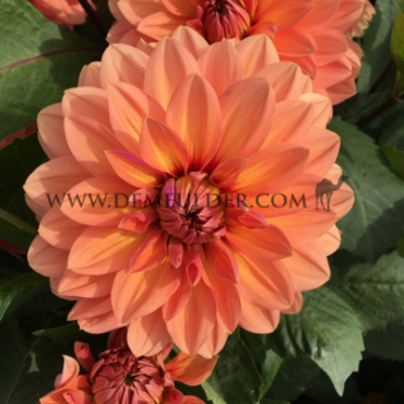 Decorative Medium Flowered Nicholas Dahlia Nicholas (x 35)