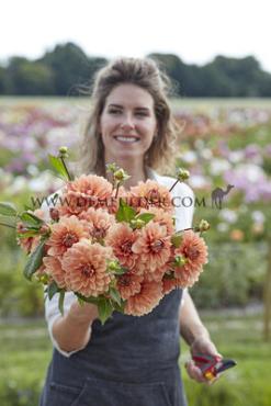 Decorative Medium Flowered Nicholas Dahlia Nicholas (x 35)