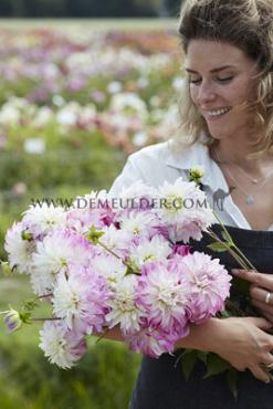 Decorative Medium Flowered Pink Petticoat Dahlia Pink Petticoat (x 35)