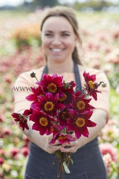 Single Flowered Schippers Choice Dahlia Schippers Choice (x 35)