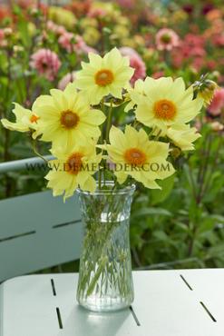 Single Flowered Tournesol Dahlia Tournesol (x 35)