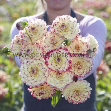 Decorative Small Flowered Aphrodite Dahlia Aphrodite (x 35)