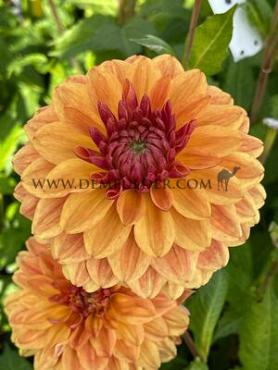 Decorative Small Flowered Caramel Dahlia Caramel (x 35)