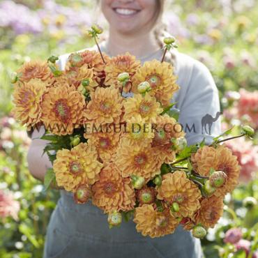 Decorative Small Flowered Caramel Dahlia Caramel (x 35)