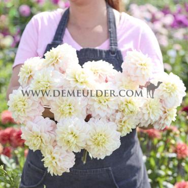 Decorative Small Flowered White Cream (White Corner) Dahlia Cream Corner (x 35)