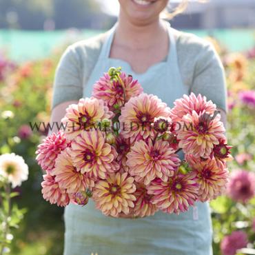 Decorative Small Flowered Madame Antoinette Dahlia Madame Antoinette (x 35)